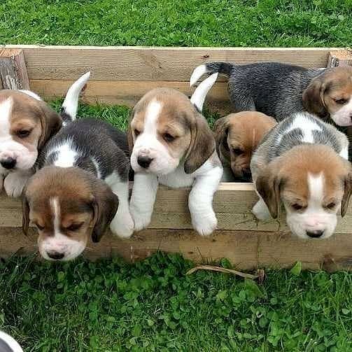 Cachorro de beagle bebe hembras y machos en venta