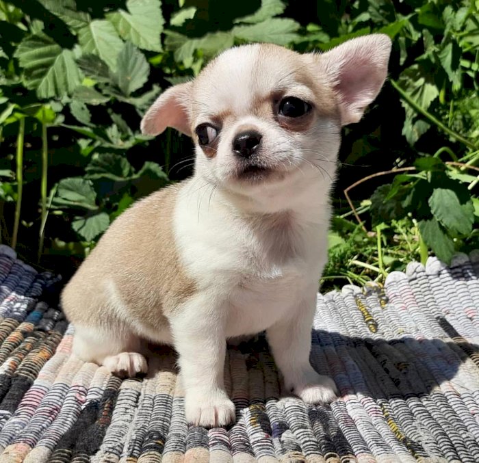 Chihuahua macho y hembra en venta